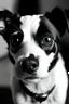 Placeholder: Dog with eyes like a panda, Jack russel terrier, black and white