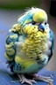 Placeholder: A very disfigured but weirdly cute budgie