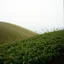 Placeholder: Lonely hill, hedge, horizon, endless spaces beyond that, superhuman silences, profound stillness, the wind I hear rustling among these plants, infinite silence, shot on Hasselblad, movie shot, Kodak Ektachrome E100 135-36