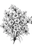 Placeholder: Petal Radiance buds, Petal Radiance flowers, delicate bouquet of flowers, white background, 2D, linear, black line