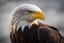 Placeholder: An amazing portrait of the bald eagle