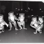 Placeholder: Old photo of new year's party monkey with dancing cats