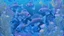 Placeholder: fish swimming in a garden of blue flowers, light blue lavender color, dark blue, detailed photo