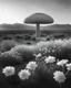 Placeholder: ULTRA REALISTIC, B&W Photograph, A mushroom cloud made of WHITE FLOWERS, in the distance in the desert, at Golden Hour, cinematic, cinematic shot, dynamic composition, details, intricate detail, professional lighting, film lighting, 35mm, anamorphic, lightroom, cinematography, bokeh, lens flare, film grain, hdr10, 8k, Roger Deakins, incredibly detailed, reflect, sharpen