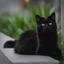 Placeholder: Um gato preto peludo, canon eos lens