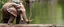 Placeholder: snail elephant