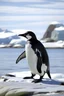 Placeholder: Pinguin in greenland