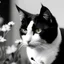 Placeholder: solid black and white thick on white of a cat with flowers at side