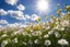 Placeholder: Spring has come, flowers everywhere, sunlight beside, blue sky with white clouds