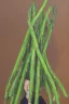 Placeholder: Full body portrait, painting, medium shot lady volumetric asparagus