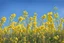 Placeholder: clear blue sky for top half, across Middle is canola flowers with canola stems branches and leaves below, rapeseed sharp focus, realistic