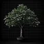 Placeholder: money tree dark