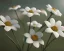 Placeholder: White flowers,RTX, TXXA, SSAO, High quality,hyperrealistic, cinematic, Super detailed, HDR,4k