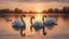 Placeholder: Swan-family with sunset