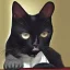 Placeholder: Old Tuxedo cat