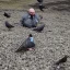 Placeholder: Azerbaijan pigeon killer