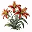 Placeholder: Western Red Lily illustration on white background, natural color, vignette