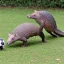 Placeholder: Armadillos playing soccer