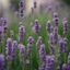 Placeholder: Concept of a lavender flower in a tourist hotel