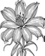 Placeholder: real massive Lily flower coloring page