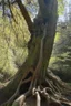 Placeholder: photorealism change the material of this tree into sharp stone and rock