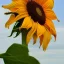 Placeholder: leopard sunflower