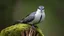 Placeholder: In the foreground, the Sarcoramphus papa sits atop a moss-covered, ancient tree stump, its feathers a striking combination of whites, blacks, and grays, like the intricate patterns found on a fine piece of obsidian. The bird's piercing gaze seems to hold the wisdom of the ages, as if it has witnessed the rise and fall of civilizations.