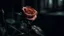 Placeholder: drama,4k,high lights,rose,flower,sad