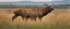 Placeholder: regal pose of Elk in a prairie field, wild grasses and bushes in corners of foreground