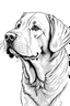 Placeholder: coloring image of Labrador Retriever white background