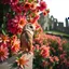 Placeholder: Adobe Promp: On a wall, a close up of a barn owl, side view, in a lavish background of blooming passion flowers. In the background in the distance an old ruin. A fisheye effect, a small depth of field, a sloppy look, a vintage atmosphere. a botanical image. Glamour glow, beautiful light.