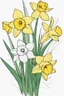 Placeholder: outline art for Spring: Daffodils , White background. sketch style, clean line art, white background, no shadow and clear