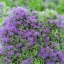 Placeholder: Thyme growing in a bottle beautiful landscape, realistic and natural, detailed full-color , nature, HD photography, Galen Rowell, David Muench, perfect composition, gloss, hyperrealism