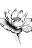 Placeholder: Lotus flower pencil drawing