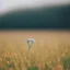 Placeholder: single long stem wild flower in a field, tender, soft focus, award winning landscape photography, nature photography, r/mostbeautiful