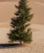 Placeholder: sandy festive Christmas tree in a vast desert with dunes