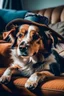 Placeholder: mutt dog lies on the sofa in the room with a hat on his head