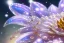 Placeholder: one big crystal subtle flower in a galactic ambiance, transparent petals, delicate colors, in the foreground, with a very little beautiful fairy, full of details, smooth, bright sunshine，soft light atmosphere, light effect，vaporwave colorful, concept art, smooth, extremely sharp detail, finely tuned detail, ultra high definition, 8 k, unreal engine 5, ultra sharp focus