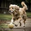 Placeholder: a dog playing football