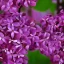 Placeholder: Persian Lilac Syringa x chinensis 'Saugeana' 8k portrait hyperdetailed close up focus beautiful elegant cinematic light delicate insanely detailed high definition intricate triadic vibrant colours complex hyperrealism artistic