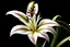 Placeholder: image of flower lily ,