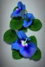 Placeholder: three Blue morning glory with green leaves, arranged vertical, a digital rendering by Kanzan Shimomura, photo realistic rendered in maya and daz3d, with a dark blue background