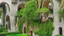 Placeholder: Gigantic mushroom village with balconies, archways, stairs, bridges, bushes, spanish moss, ivy, lake, a winding pathway through the middle