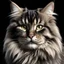 Placeholder: A Maine coon, high quality, realistic lighting, 4K definition, photorealistic, black background