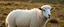 Placeholder: a sheep with no wool