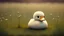 Placeholder: cute little soft duck in a meadow, realistic