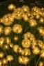 Placeholder: Dandelions glowing like fireworks in the sparkling summer night