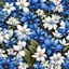 Placeholder: blauw witte bloemen