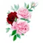 Placeholder: roses high quality