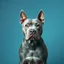 Placeholder: a gray pitbull in the center. background with a smooth gradient in warm blue tones, centered around the color #6CA5EC. Blend softly into complementary or analogous shades like muted aqua, seafoam, or soft mint
